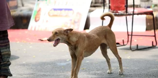Ανακαλείται η απόφαση του Ανώτατου Δικαστηρίου της Ινδίας να κλειστούν σε καταφύγια ένα εκατ. αδέσποτα σκυλιά