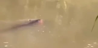 Ινδονησία: Τραγικός θάνατος για 53χρονο – Τον άρπαξε κροκόδειλος σε ποτάμι, έδωσαν μάχη οι συγγενείς για τη σορό