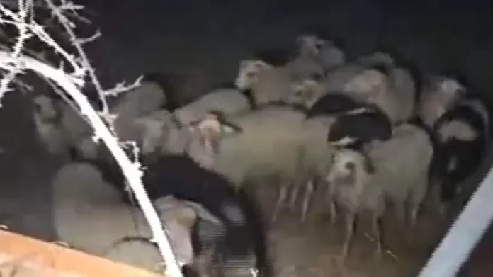 Έσπασαν καγκελόπορτα για να απεγκλωβίσουν πρόβατα στα Καμίνια – Σώθηκαν τελευταία στιγμή