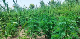 Θεσσαλονίκη: Συνελήφθη άνδρας που καλλιεργούσε δενδρύλλια κάνναβης σε αποθήκη του σπιτιού του