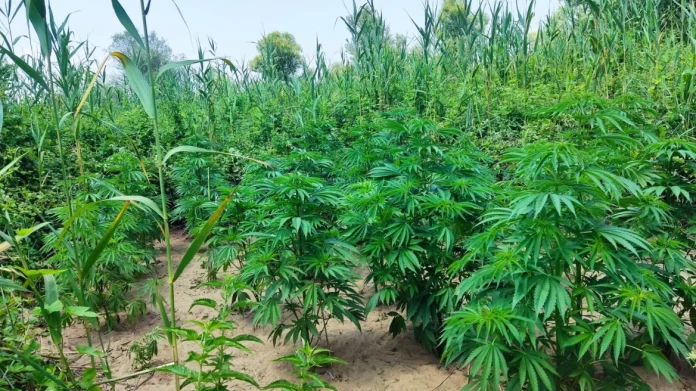 Θεσσαλονίκη: Συνελήφθη άνδρας που καλλιεργούσε δενδρύλλια κάνναβης σε αποθήκη του σπιτιού του