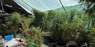 Ρόδος: 52χρονος με καλλιέργεια-μαμούθ κάνναβης! Έβγαλε πάνω από 600.000 ευρώ!