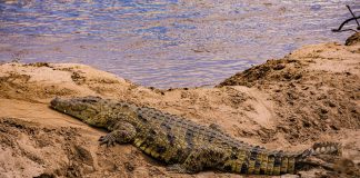 Ούτε οι… κροκόδειλοι δεν γλιτώνουν από τους Ισραηλινούς: Σφαγιάστηκαν πάνω από 200 σε φάρμα στην κατεχόμενη Δυτική Όχθη