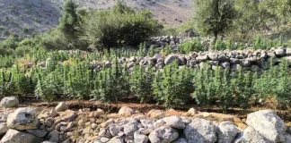 Φυτεία με πάνω από 2.000 δενδρύλλια κάνναβης στην Ανατολική Μάνη – Συνελήφθησαν τέσσερα άτομα