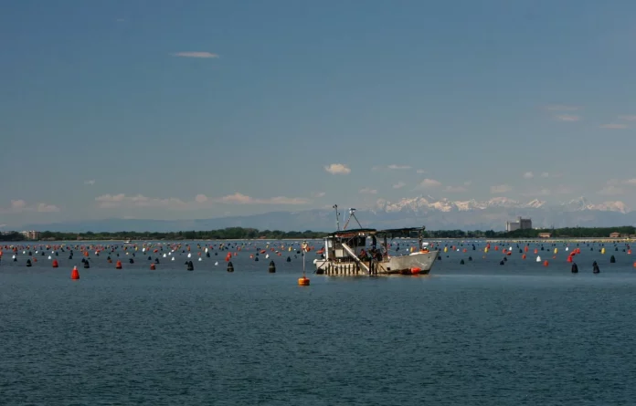 Θεσσαλονίκη: Παράνομη μυδοκαλλιέργεια στον Θερμαϊκό κόλπο – “Υπάρχει καρτέλ, πάμε στην καταστροφή” καταγγέλλουν οι καλλιεργητές