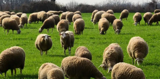 ΟΠΕΚΕΠΕ: Ο κτηνοτρόφος «πολυτελείας» και το κέντρο μασάζ που έλαβε επιδοτήσεις