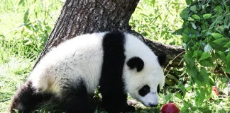 Πάρτι γενεθλίων για τα δίδυμα πάντα του ζωολογικού κήπου του Βερολίνου