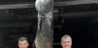 Κοζάνη: Αδέρφια ψάρεψαν γουλιανό 100 κιλών στη λίμνη Πολυφύτου (φωτο)