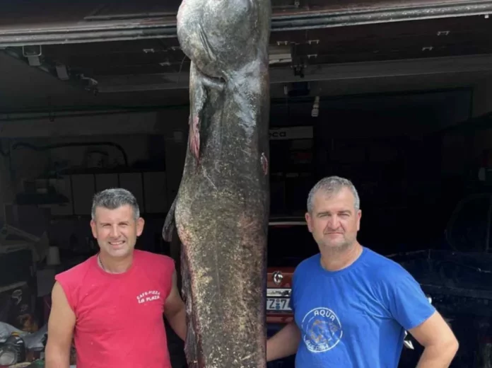 Κοζάνη: Αδέρφια ψάρεψαν γουλιανό 100 κιλών στη λίμνη Πολυφύτου (φωτο)