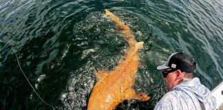 Εξαιρετικά σπάνιος πορτοκαλί καρχαρίας με λευκά μάτια εντοπίστηκε στην Καραϊβική