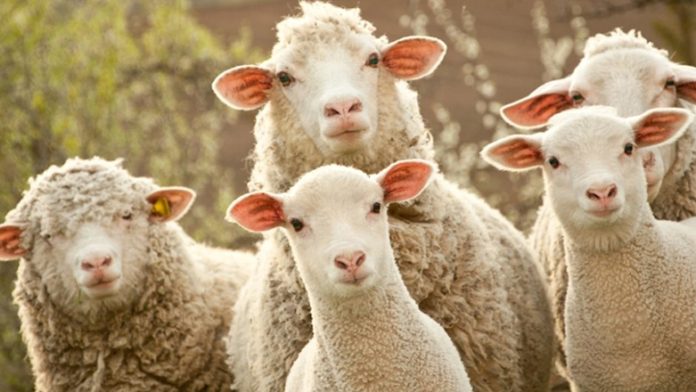 H οργή της αγρότισσας κατά της κυβέρνησης για τη θανάτωση των προβάτων – «Πού την είδατε τη δημοκρατία στον ύπνο σας;» – (VIDEO)