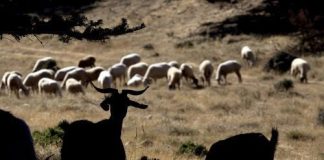 Αχαΐα: Δυο μήνες εξαπλωνόταν κρυφά η ευλογιά των αιγοπροβάτων – Η ΠΔΕ συντάσσει φάκελο αναζήτησης ευθυνών