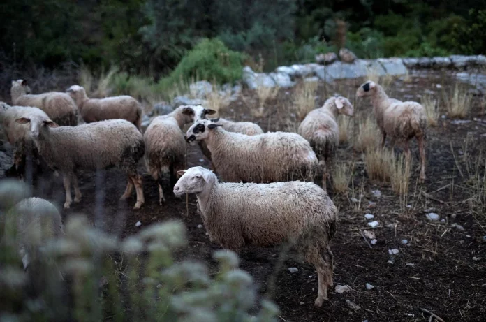Κοζάνη: Προχωρά άμεσα η θανάτωση και ο υγειονομικός ενταφιασμός προβάτων που προσβλήθηκαν από την ευλογιά