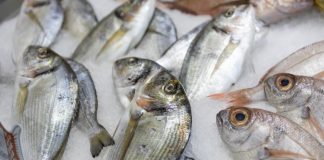 Πουλούσε κλεμμένες τσιπούρες! – Συνελήφθη ιδιοκτήτης επιχείρησης στην Κόρινθο