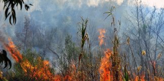 Συναγερμός για φωτιά σε δασική έκταση στο Καλό Πηγάδι Φωκίδας – Στη μάχη και εναέρια μέσα