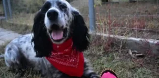 Χαλκιδική: Άγνωστος πυροβόλησε σκύλο μέσα σε σπίτι – «Υπάρχει ένας δολοφόνος ανάμεσά μας»