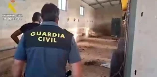 Εντοπίστηκαν 32 νεκρά σκυλιά σε αγρόκτημα στην Ισπανία – Τα είχαν παρατήσει χωρίς τροφή και νερό από τον Ιούνιο
