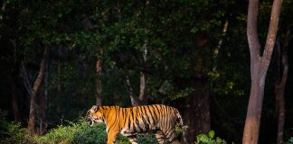 Τίγρης τραυμάτισε θανάσιμα εργαζόμενο σε ζωολογικό κήπο της Ιερουσαλήμ μπροστά σε επισκέπτες