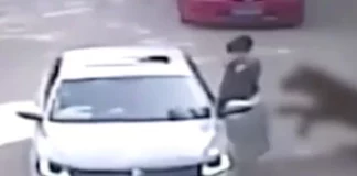Σοκ στην Κίνα: Τίγρης κατασπάραξε γυναίκα σε σαφάρι μπροστά στα μάτια της οικογένειάς της – Δείτε βίντεο