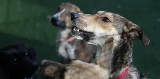 Σοκ στην Κατερίνη: Δηλητηρίασαν δύο αδέσποτους σκύλους – Βρέθηκε ακόμη ένας σε κακή κατάσταση