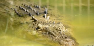 Ινδία: 15χρονη σκοτώθηκε από κροκόδειλο ενώ μάζευε νερό από ποτάμι