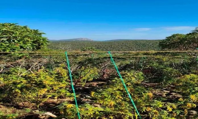 Εξαρθρώθηκε «καρτέλ» ναρκωτικών – Έξι συλλήψεις – Κατασχέθηκε ένας τόνος κάνναβης – (VIDEO-ΦΩΤΟ)