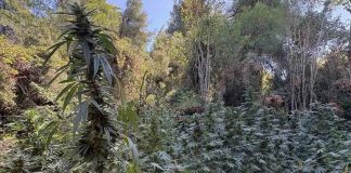 Φθιώτιδα: Εντοπίστηκε φυτεία με δενδρύλλια κάνναβης, ύψους άνω των 3 μέτρων – Συνελήφθη 36χρονος