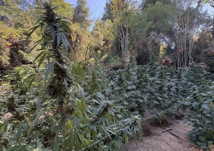 Φθιώτιδα: Εντοπίστηκε φυτεία με δενδρύλλια κάνναβης, ύψους άνω των 3 μέτρων – Συνελήφθη 36χρονος