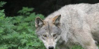 Λύκοι τρομοκρατούν τη Χαλκιδική – Νέα επίθεση σε γυναίκα που είχε βγάλει βόλτα τον σκύλο της