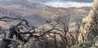 “Μετά από κάθε φωτιά γινόμαστε καλύτεροι”, λέει ο πρωθυπουργός