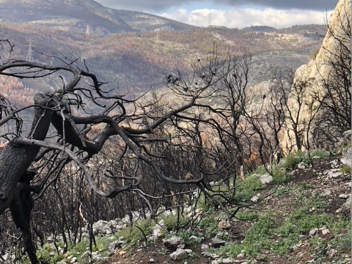 Pyrkagia-Parnitha23-696x521