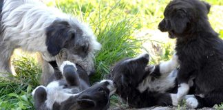 Χανιά: Στον εισαγγελέα 51χρονος για κακοποίηση σκύλων