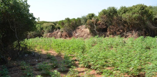 Λέσβος: Στη φυλακή ο 52χρονος για τις χασισοφυτείες, ελεύθερος με όρους ο 27χρονος γιος του