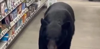 Συγκλονιστικό βίντεο: Αρκούδα εισβάλει σε κατάστημα στο Νιου Τζέρσεϊ και δαγκώνει 90χρονη