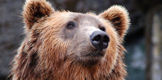 Αμύνταιο: Αρκούδα κατασπάραξε 15 πρόβατα στο Νυμφαίο