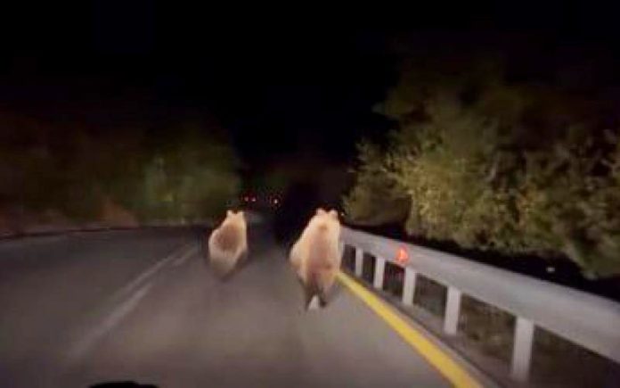 Για νυχτερινό περίπατο βγήκαν αρκούδες σε δρόμο της Ημαθίας!