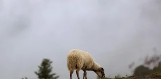 Θεσσαλονίκη: Έσφαξε αρνί στο Σέιχ Σου για να τιμήσει το κουρμπάνι – Κακουργηματική δίωξη σε 51χρονο