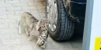 Τουρκία: Βίντεο με μητέρα γάτα που πήγε το μωρό της στον κτηνίατρο