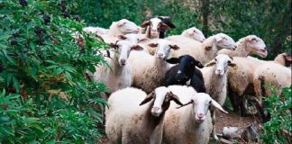 Ευλογιά προβάτων: Σενάρια για lockdown στην κτηνοτροφία – Σε απόγνωση οι κτηνοτρόφοι