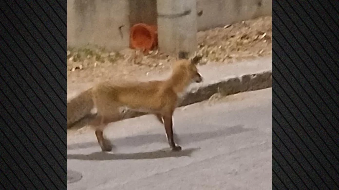 Βίντεο: Αλεπού έκανε την εμφάνισή της στον Άγιο Θωμά Αμαρουσίου