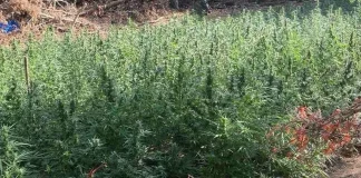 Μεσολόγγι: Εντοπίστηκε φυτεία με 850 δενδρύλλια κάνναβης – Συνελήφθησαν τρία άτομα