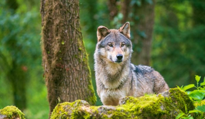 Χαλκιδική: Λύκος δάγκωσε 5χρονο αγοράκι – Στο νοσοκομείο το παιδί