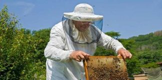 Η ΕΛΛΗΝΙΚΗ ΛΥΣΗ για τα αιτήματα των μελισσοκόμων