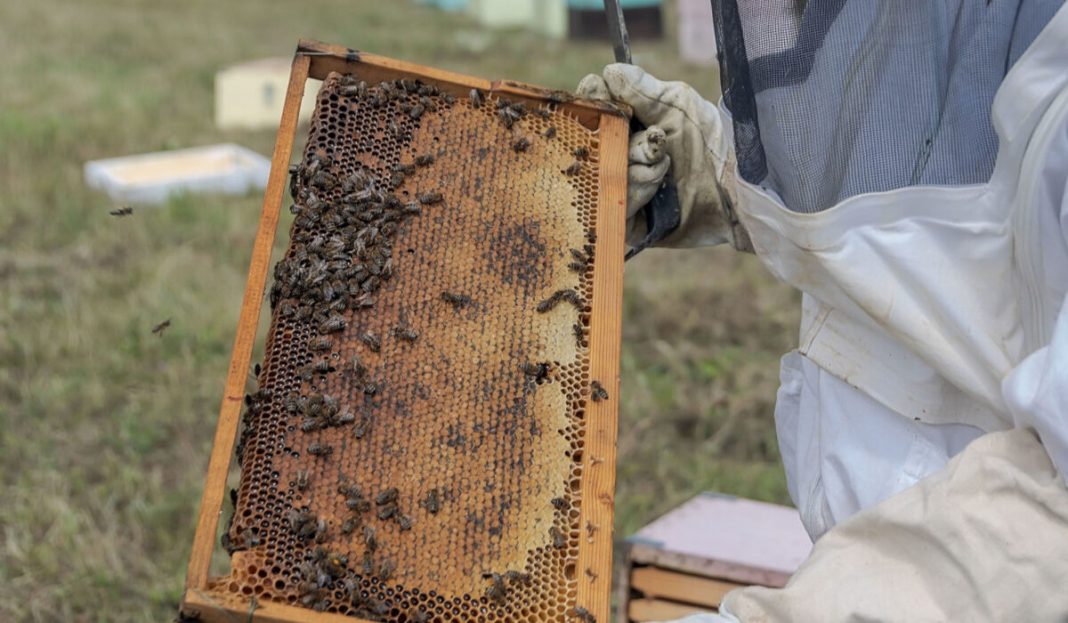 ÌÅËÉÓÓÏÊÏÌÏÉ ÅÍ ÙÑÁ ÅÑÃÁÓÉÁÓ ÓÔÇÍ ÖËÙÑÉÍÁ (ÌÏÔÉÏÍÔÅÁÌ/ ÂÅÑÂÅÑÉÄÇÓ ÂÁÓÉËÇÓ)