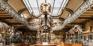 Ληστεία «μαμούθ» στο Εθνικό Μουσείο Φυσικής Ιστορίας του Παρισιού