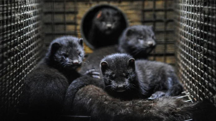 Μινκ επιτέθηκε και ακρωτηρίασε το χέρι κατάκοιτης ηλικιωμένης στην Καστοριά
