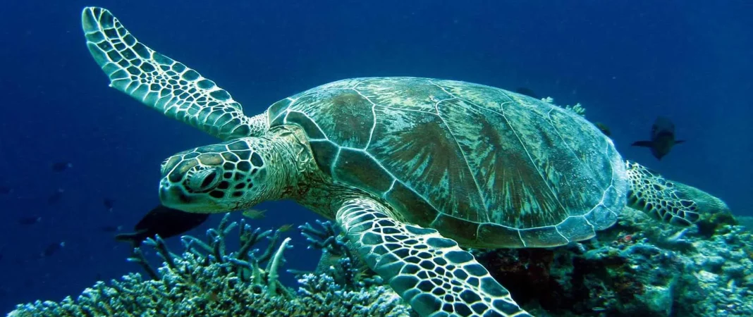 omilo-blog-sea-turtle-001.jpg