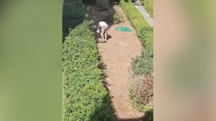 Κυνηγόσκυλα εισέβαλαν σε κήπο πολυκατοικίας στην Πεύκη και κατασπάραξαν γάτες