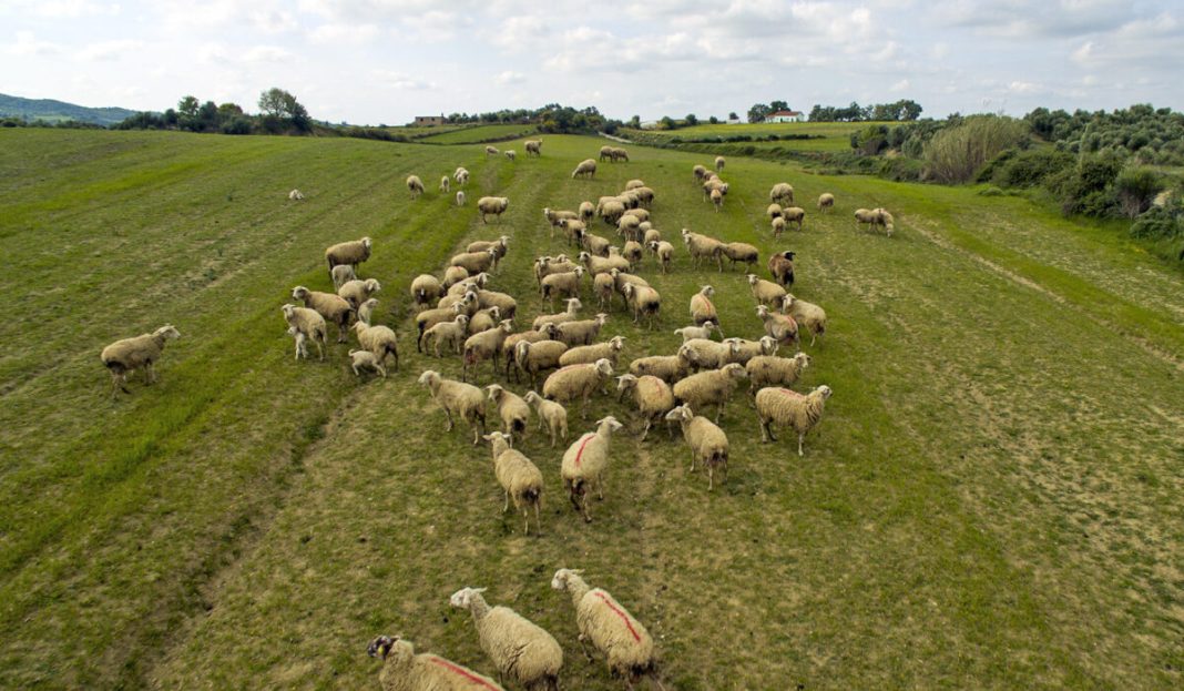 ΟΡΕΙΝΗ ΗΛΕΙΑ.ΚΟΠΑΔΙ ΠΡΟΒΑΤΩΝ ΣΕ ΛΙΒΑΔΙ.ΛΗΨΗ ΜΕ DRONE.EUROKINISSI/ΑΝΤΩΝΗΣ ΝΙΚΟΛΟΠΟΥΛΟΣ