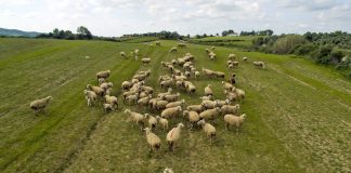 Κτηνοτρόφοι «όμηροι» της ευλογιάς των προβάτων ψάχνουν τρόπους να επιβιώσουν – «Τα ζώα μας ήταν σαν παιδιά μας»